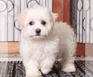 Bichon Frise-Havachon Mix Puppy for sale in NAPLES, FL, USA