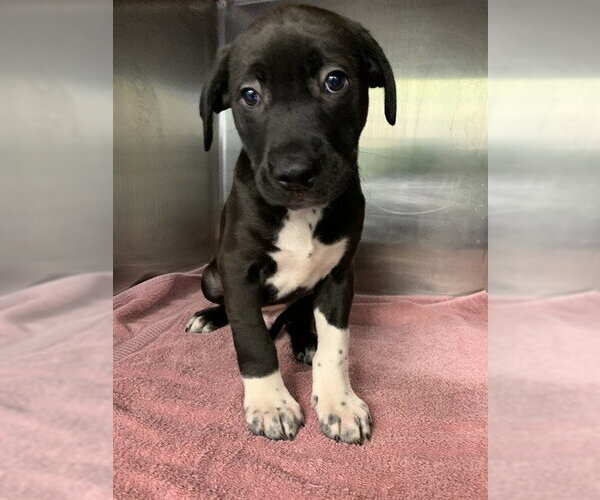 Medium Photo #1 American Staffordshire Terrier-Unknown Mix Puppy For Sale in Grand Prairie, TX, USA