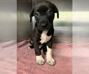 American Staffordshire Terrier-Unknown Mix Dogs for adoption in Grand Prairie, TX, USA