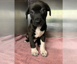 Small American Staffordshire Terrier Mix
