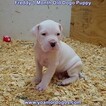 Small Photo #177 Dogo Argentino Puppy For Sale in PINEVILLE, MO, USA