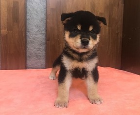 Shiba Inu Puppy for sale in CHICAGO, IL, USA