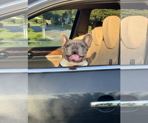 Stella FH - Female French Bulldog Dog for Adoption - Photo #9