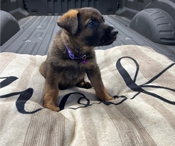 Medium Photo #3 German Shepherd Dog Puppy For Sale in HASLET, TX, USA