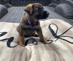 Small #2 German Shepherd Dog