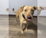 Small #3 Chihuahua