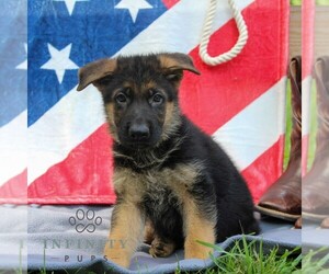 German Shepherd Dog Puppy for sale in HONEY BROOK, PA, USA