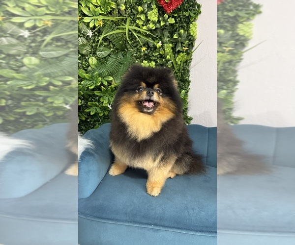 Medium Photo #1 Pomeranian Puppy For Sale in LEHIGH ACRES, FL, USA