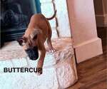 Small #7 American Pit Bull Terrier Mix