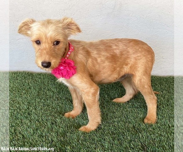 Medium Photo #4 Poodle (Miniature)-Unknown Mix Puppy For Sale in San Diego, CA, USA