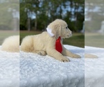 Small Photo #11 Goldendoodle Puppy For Sale in FROSTPROOF, FL, USA