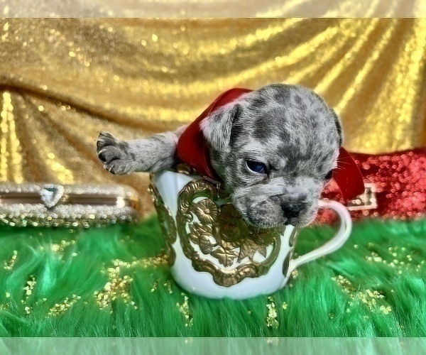 Medium Photo #57 French Bulldog Puppy For Sale in HAYWARD, CA, USA