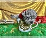 Small Photo #57 French Bulldog Puppy For Sale in HAYWARD, CA, USA