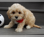 Image preview for Ad Listing. Nickname: Teddy
