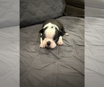 Small Photo #5 Boston Terrier Puppy For Sale in FREDONIA, KS, USA