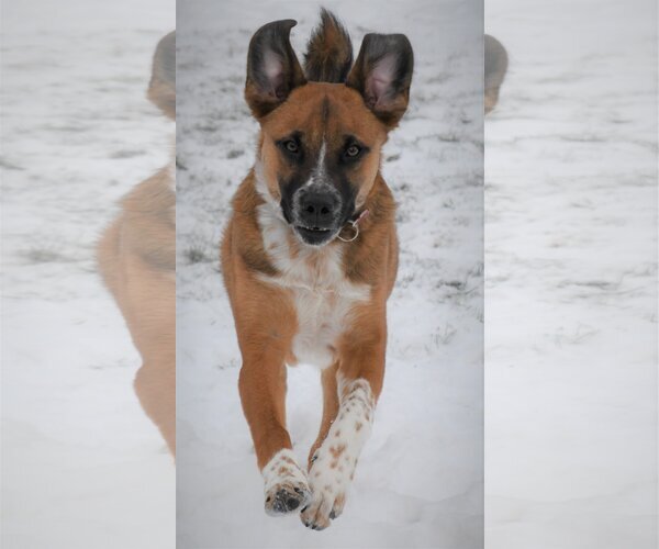 Medium Photo #13 Mutt Puppy For Sale in Farmington, MN, USA