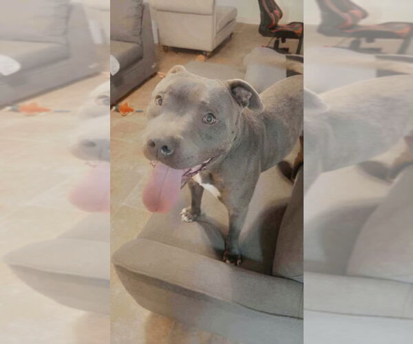 Medium Photo #4 American Pit Bull Terrier-Unknown Mix Puppy For Sale in Dana Point, CA, USA