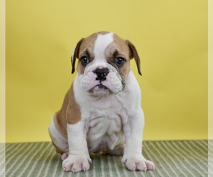 Medium English Bulldog