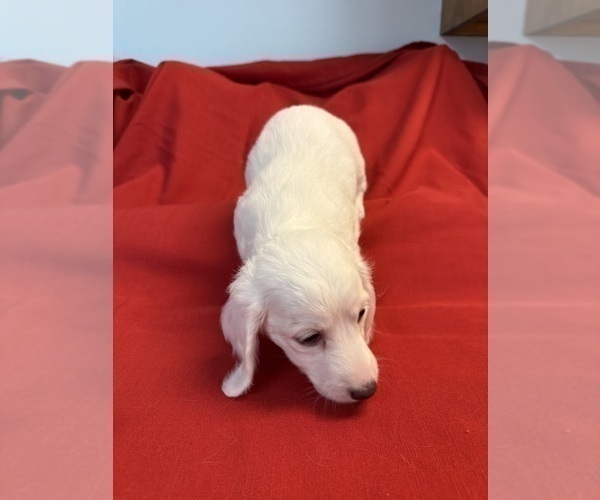 Medium Photo #5 Dachshund Puppy For Sale in ASHLAND, NE, USA