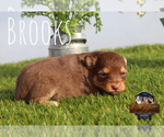 Small Photo #39 Miniature Australian Shepherd Puppy For Sale in GRANBURY, TX, USA