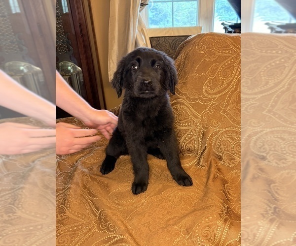 Medium Photo #14 Flat Coated Retriever Puppy For Sale in ROSE HILL, KS, USA