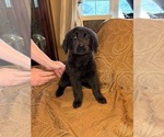 Small #13 Flat Coated Retriever