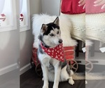 Small #2 Siberian Husky