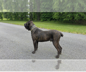 Father of the Cane Corso puppies born on 05/10/2025