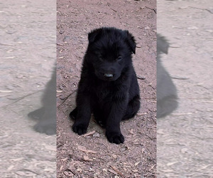 German Shepherd Dog Puppy for sale in GRETNA, VA, USA