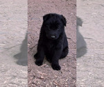 Small German Shepherd Dog