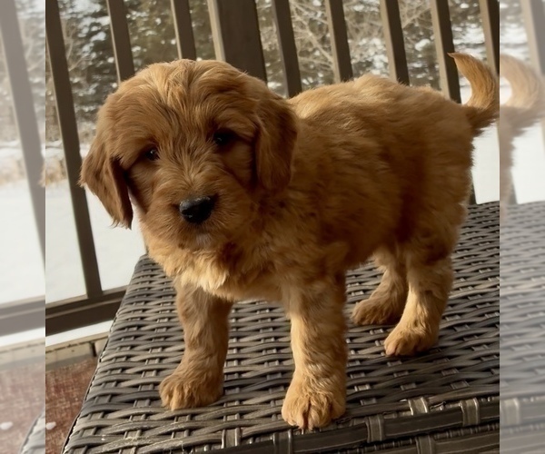 Medium Photo #19 Goldendoodle (Miniature) Puppy For Sale in RANDOLPH, WI, USA