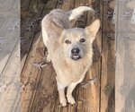 Small Photo #6 Red Heeler-Unknown Mix Puppy For Sale in Harrison, AR, USA