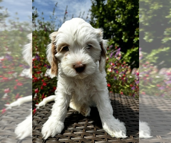 Medium Photo #1 Miniature Labradoodle Puppy For Sale in CHICO, CA, USA