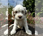 Small Photo #1 Miniature Labradoodle Puppy For Sale in CHICO, CA, USA