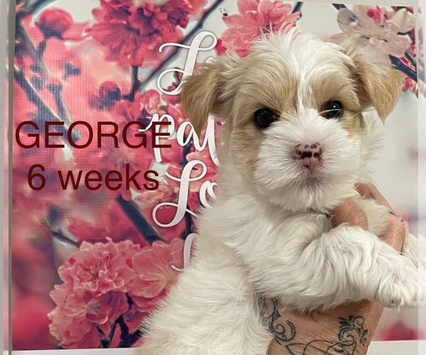 Medium Photo #2 Yorkshire Terrier Puppy For Sale in RUSTBURG, VA, USA