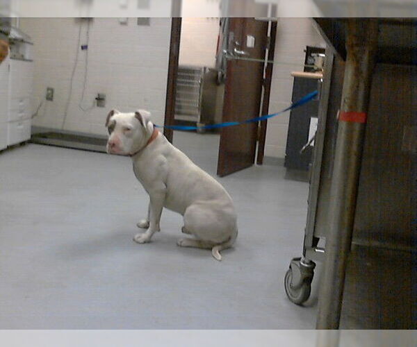 Medium Photo #1 Mutt Puppy For Sale in Fayetteville, NC, USA