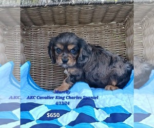 Cavalier King Charles Spaniel Litter for sale in TOPEKA, IN, USA
