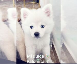 Pomeranian Puppy for sale in LOS ANGELES, CA, USA