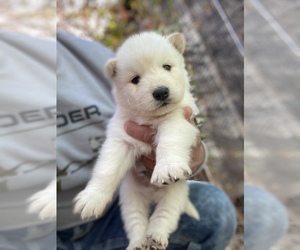 Alaskan Malamute Puppy for sale in MADISON, CA, USA