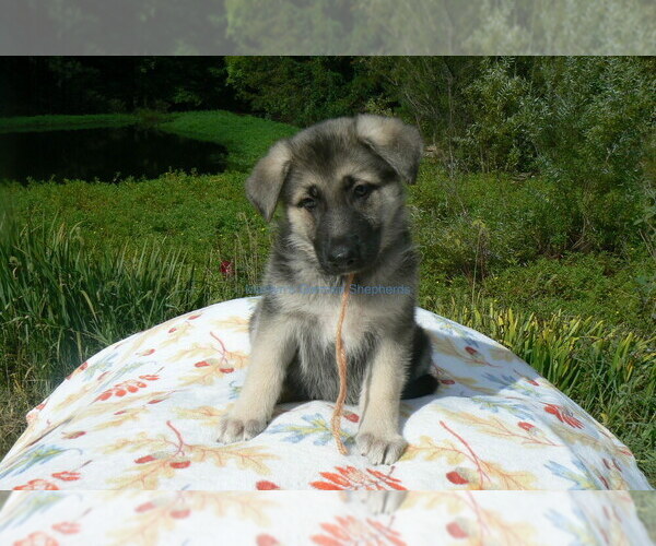 Medium Photo #2 German Shepherd Dog Puppy For Sale in PIEDMONT, MO, USA