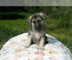 Small #1 German Shepherd Dog