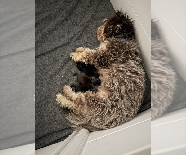 Medium Photo #1 Yorkshire Terrier Puppy For Sale in MCDONOUGH, GA, USA