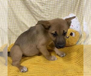 German Shepherd Dog-Unknown Mix Dogs for adoption in Modesto, CA, USA