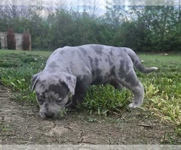 Medium Photo #3 American Bully Puppy For Sale in WEST MILTON, OH, USA