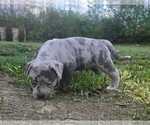 Small #2 American Bully