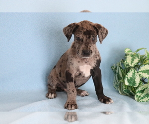 Great Dane Puppy for sale in SHILOH, OH, USA