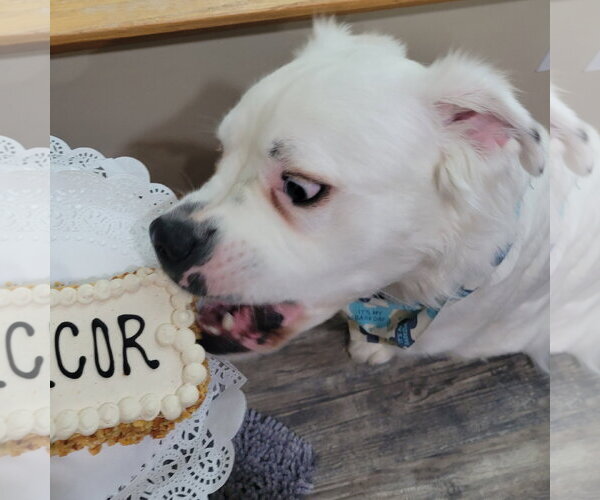Medium Photo #2 Great Pyrenees-Unknown Mix Puppy For Sale in Fargo, ND, USA