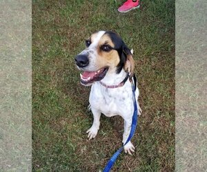 Bluetick Coonhound Dogs for adoption in Thomasville, NC, USA