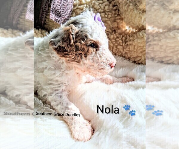 Medium Photo #150 Goldendoodle (Miniature) Puppy For Sale in GASTONIA, NC, USA