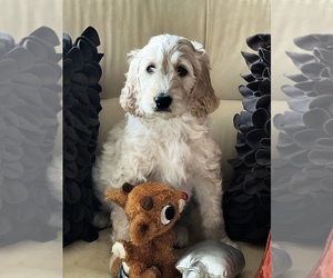 Goldendoodle-Poodle (Standard) Mix Puppy for Sale in RIALTO, California USA